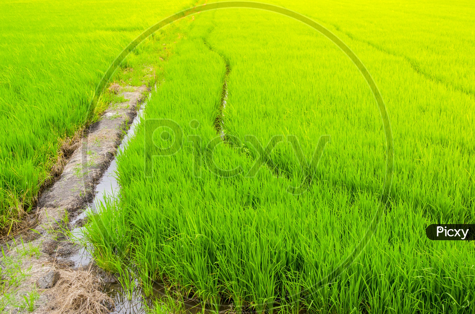 A Green Paddy Field in Thailand