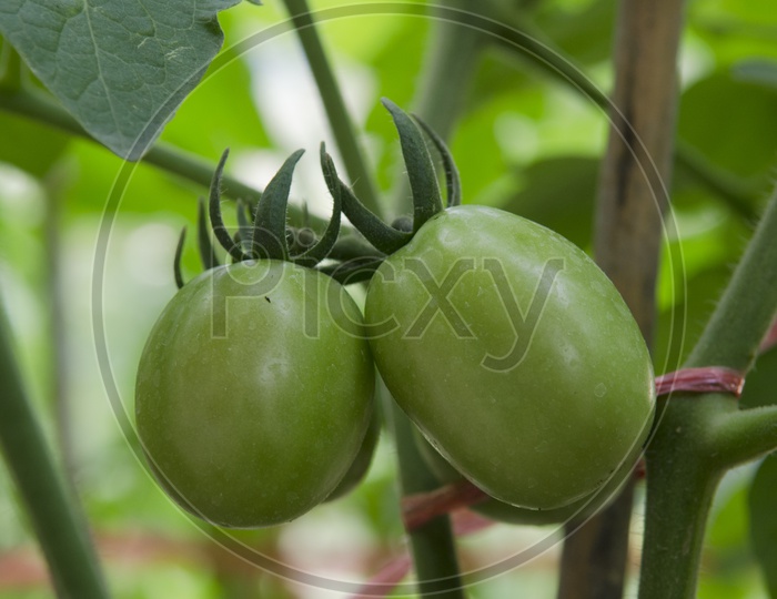 Close up of Green Tomatoes in a Thai garden