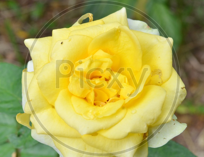 Yellow Rose Growing on Plant