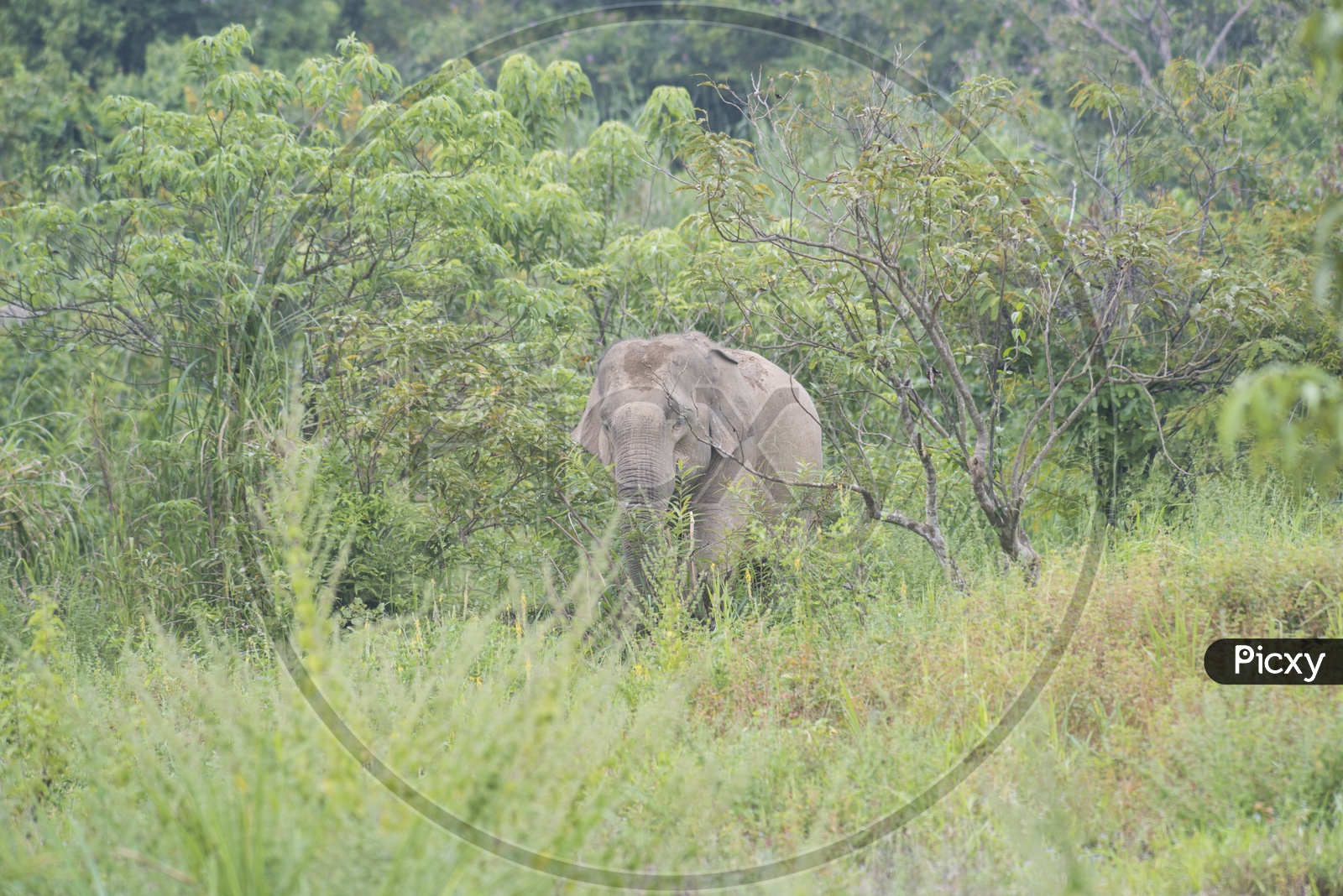 Elephant in tropical forest, Thailand wildlife conservation area