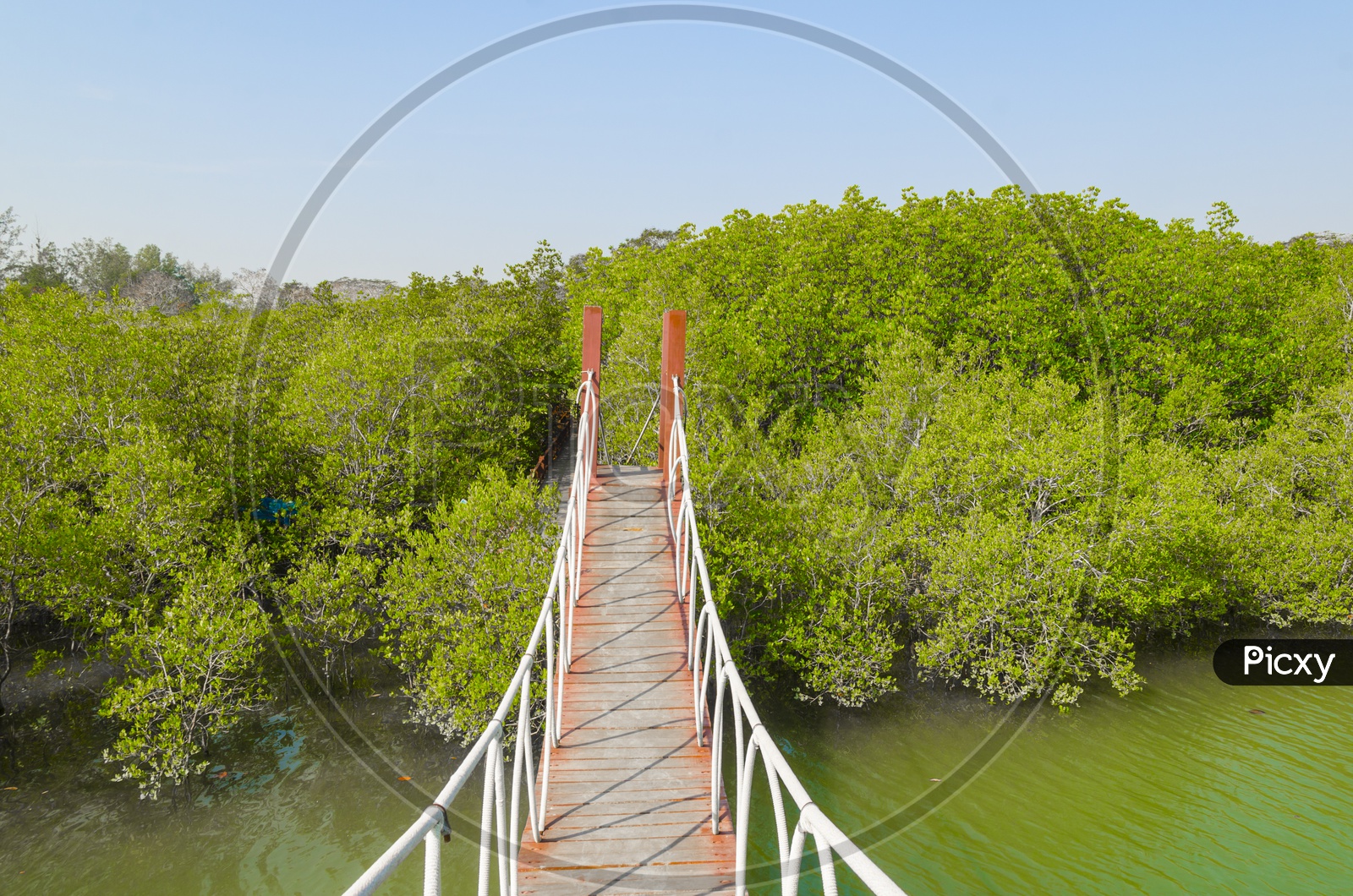 A Tropical Site Suspension bridge in Bali mangrove forest