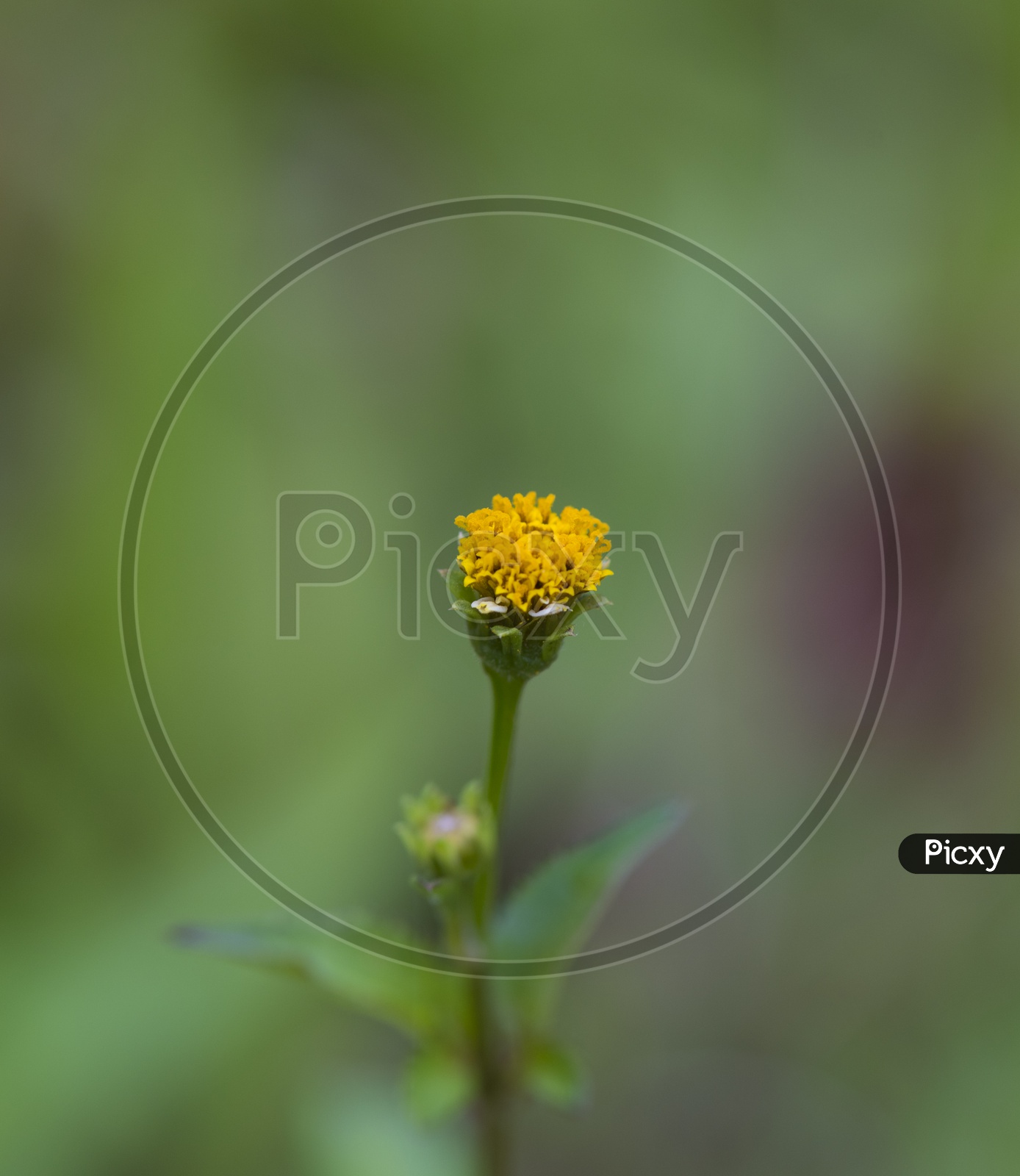 A Marigold flower bud