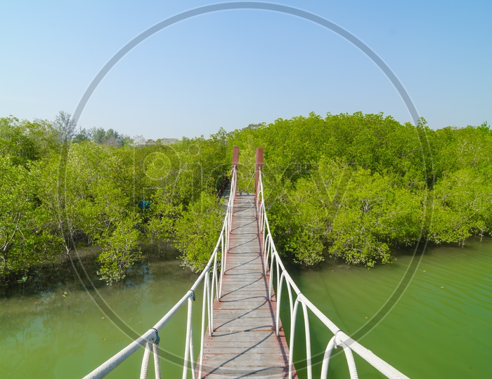 Wooden Bridge Leading To Mangrove Forest Over Krabi River