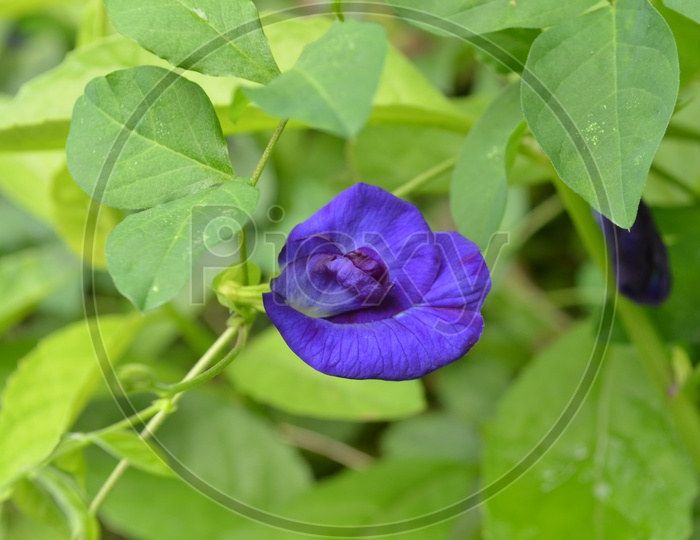 Blue Dawn Flower On a Plant