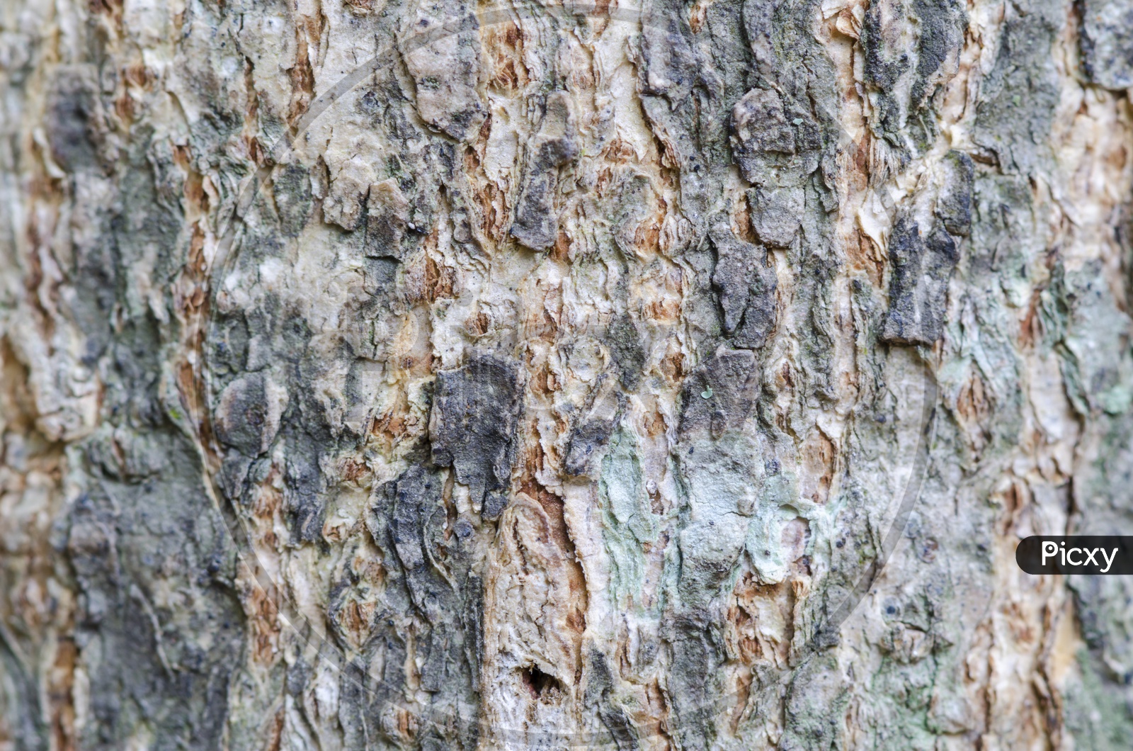 Abstract texture bark of a tree in Thailand