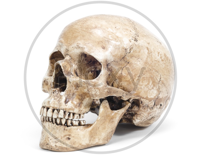 Side View of Human skull isolated on white background
