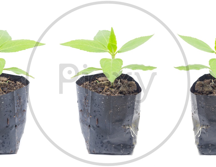 young plant Sapling Growing In a Plastic Pot isolated on white background