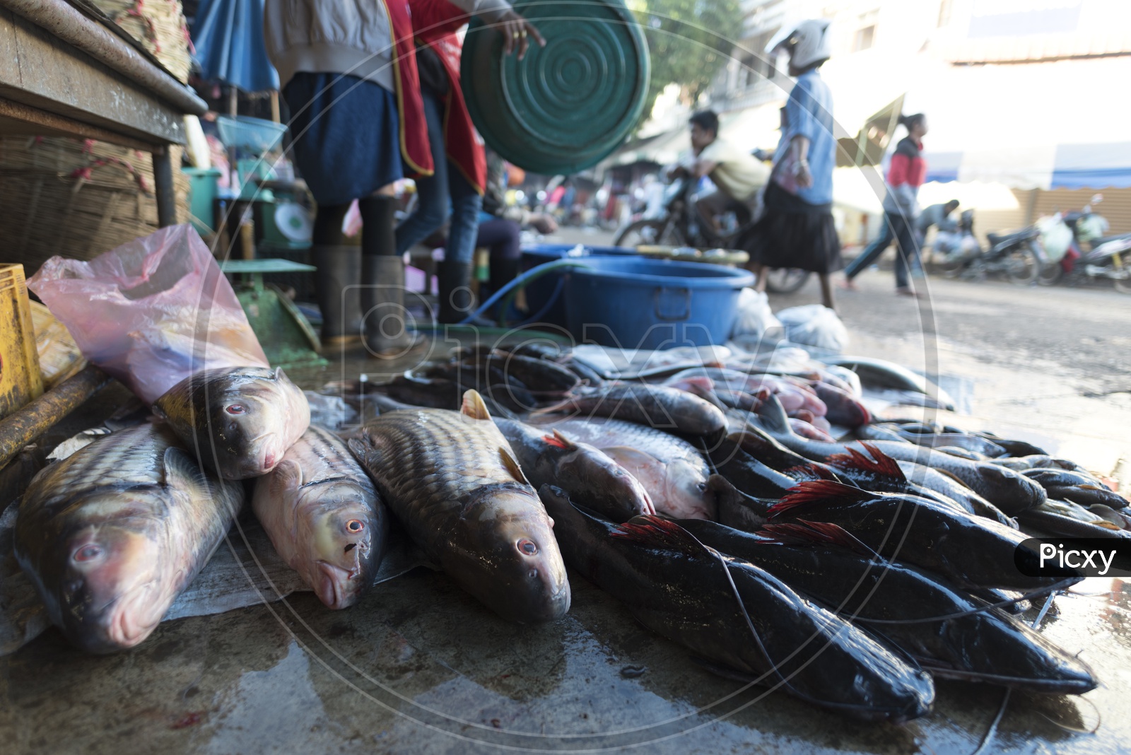 Fresh water fishes in a local market, Laos