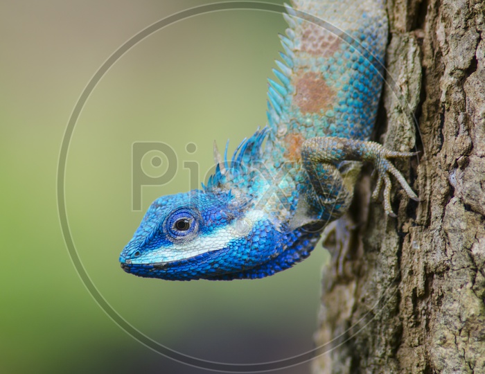Blue Lizard with big eyes in close up