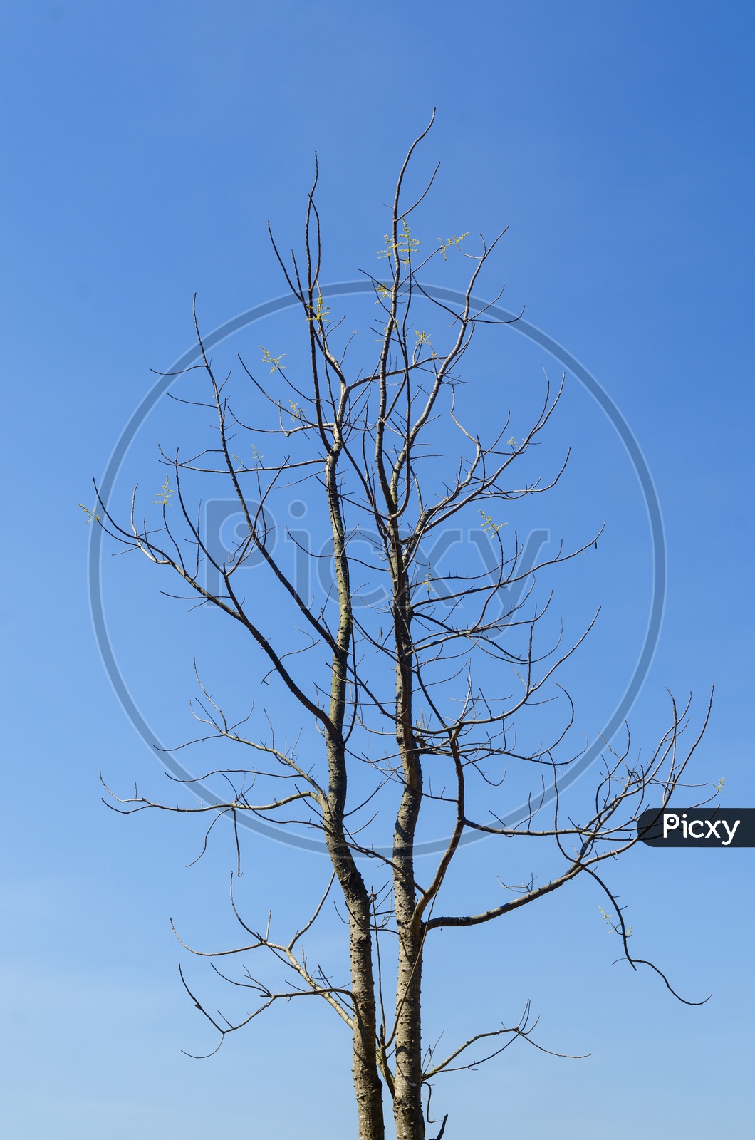 Dry tree and blue sky during Thailand summer.