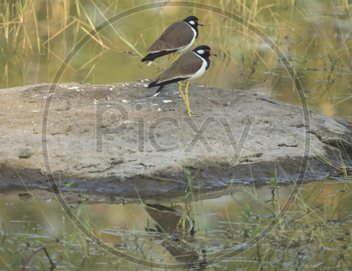 Red Wattled Lapwing Birds