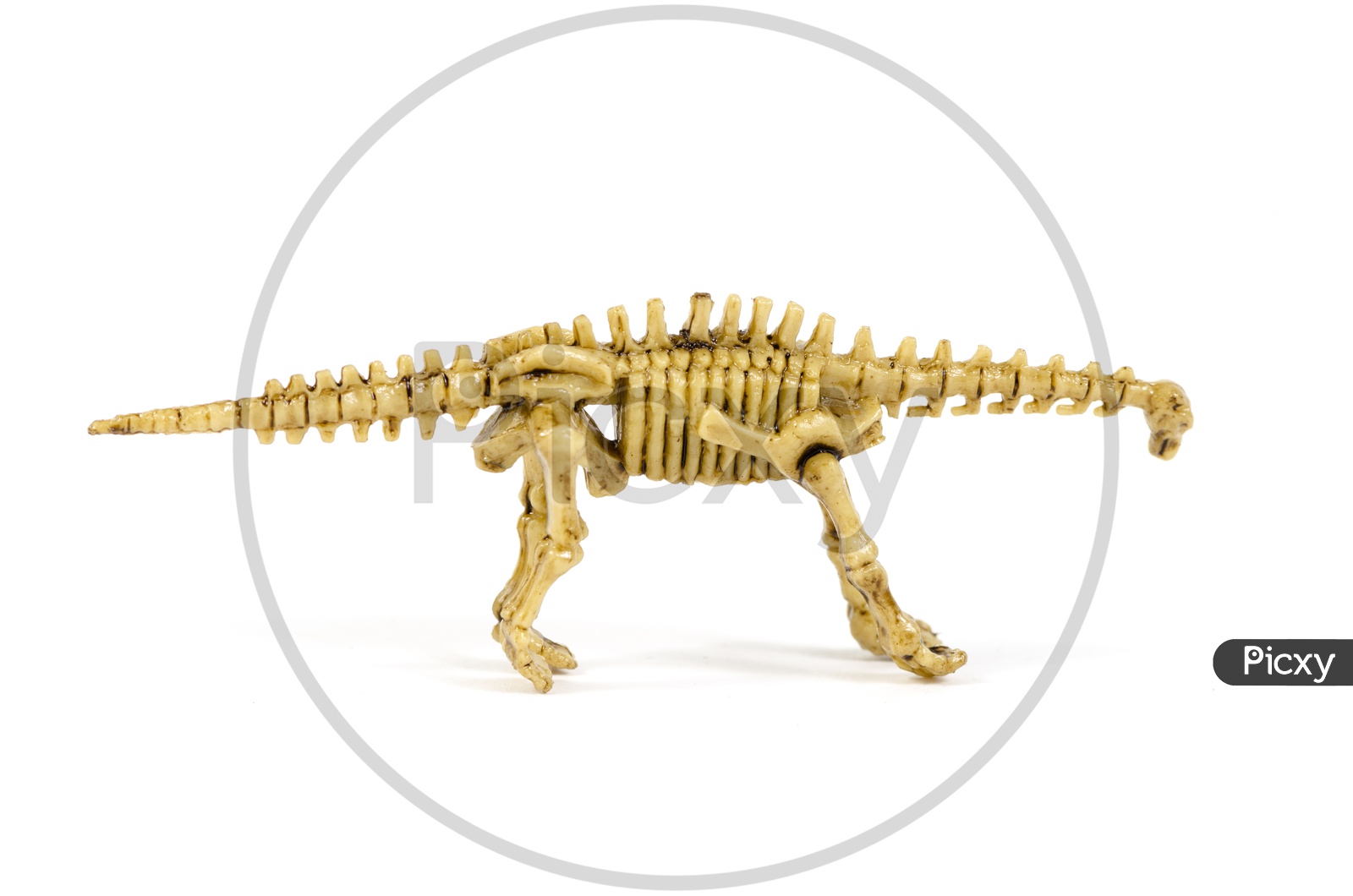 Dinosaur skeleton  Toy On an Isolated White Background