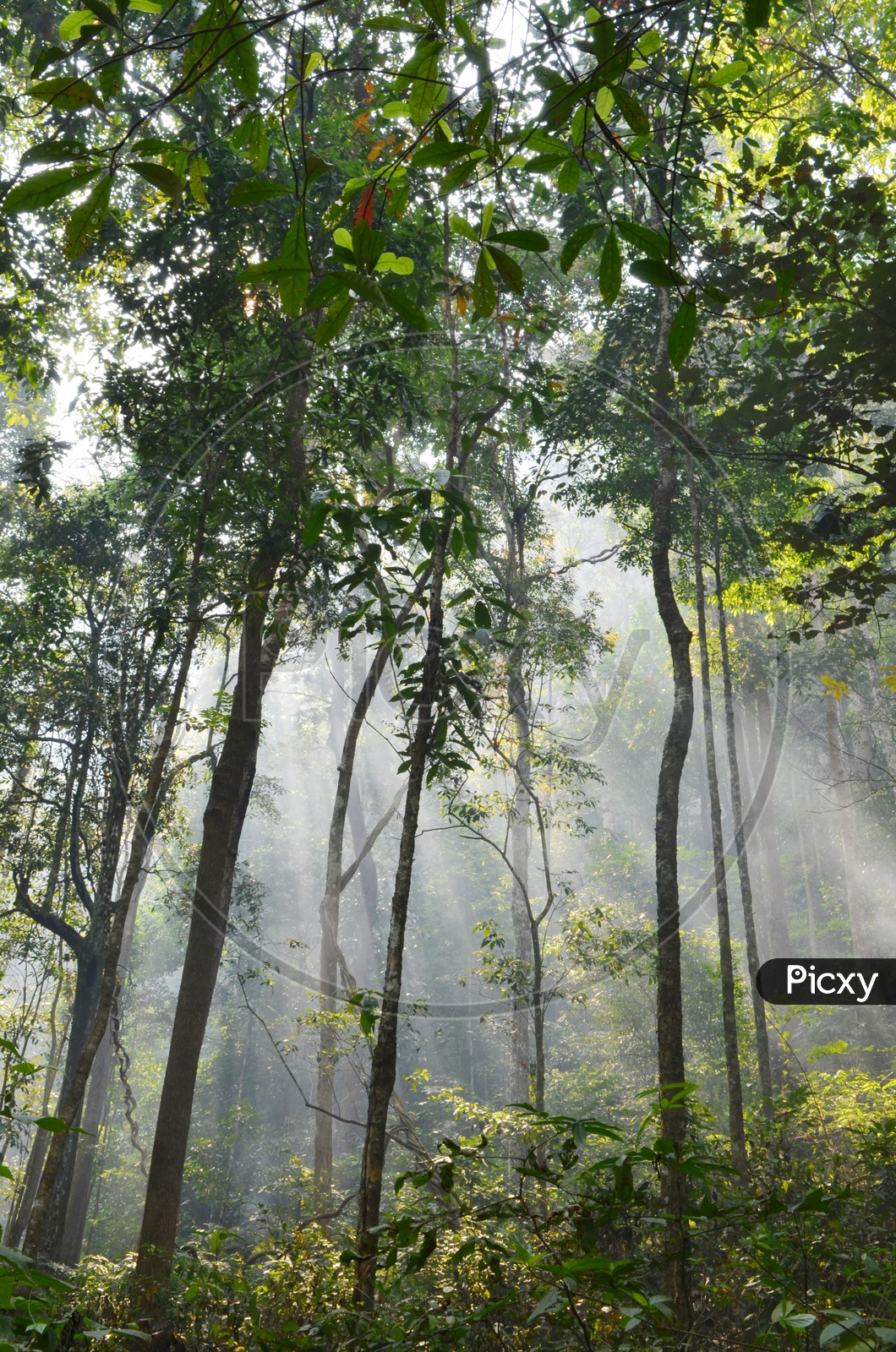 Sun rays in the morning in Thai Rainforest
