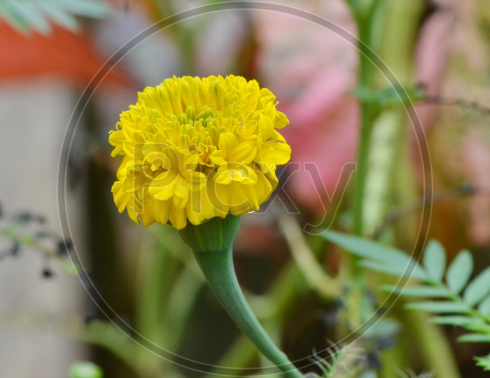 Macro Shot of Marigold Flower