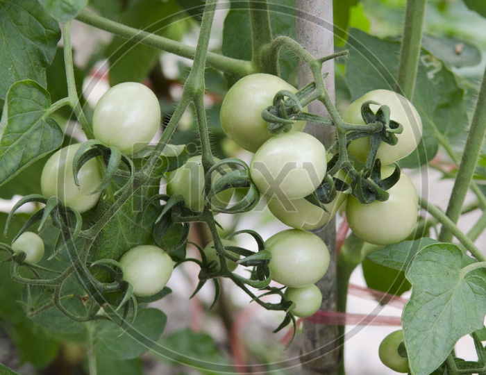 Green Tomatoes in a Thai garden