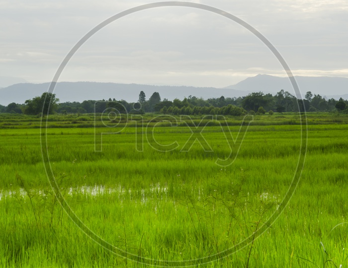Green fields of Thailand.