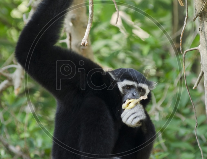 White Cheeked Gibbon or Lar Gibbon Monkey on Tree