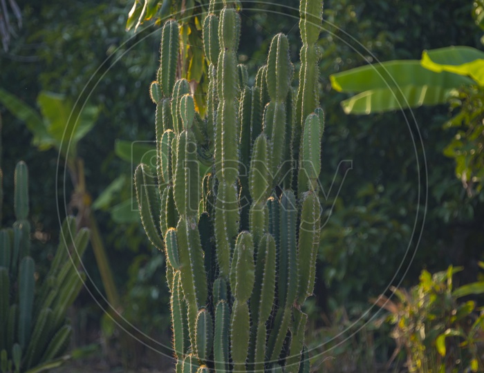 tall cactus plants
