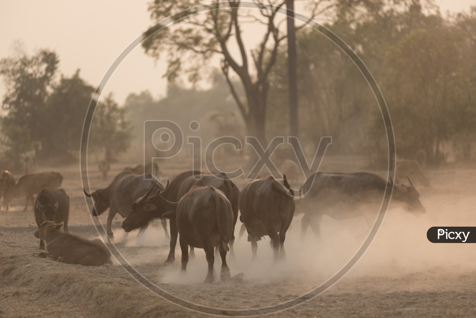 Buffaloes in the Paddy fields of a village in Thailand