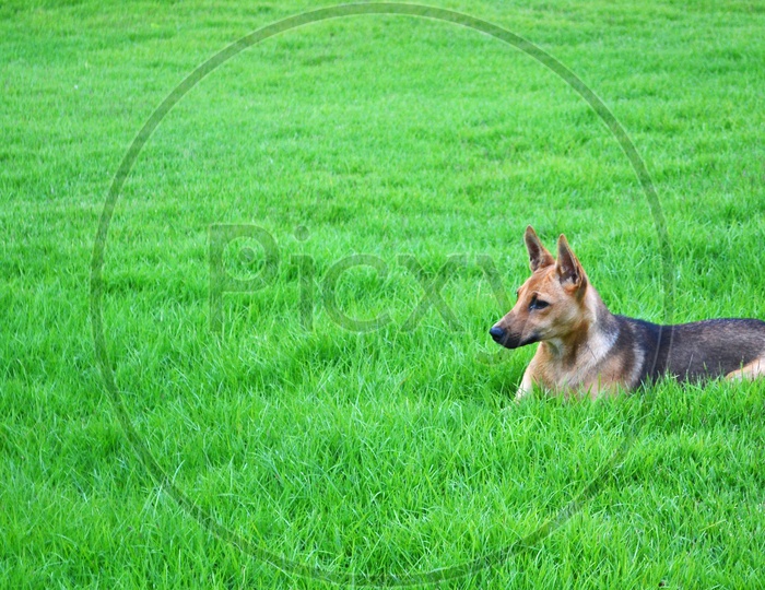 Dog on the grassland