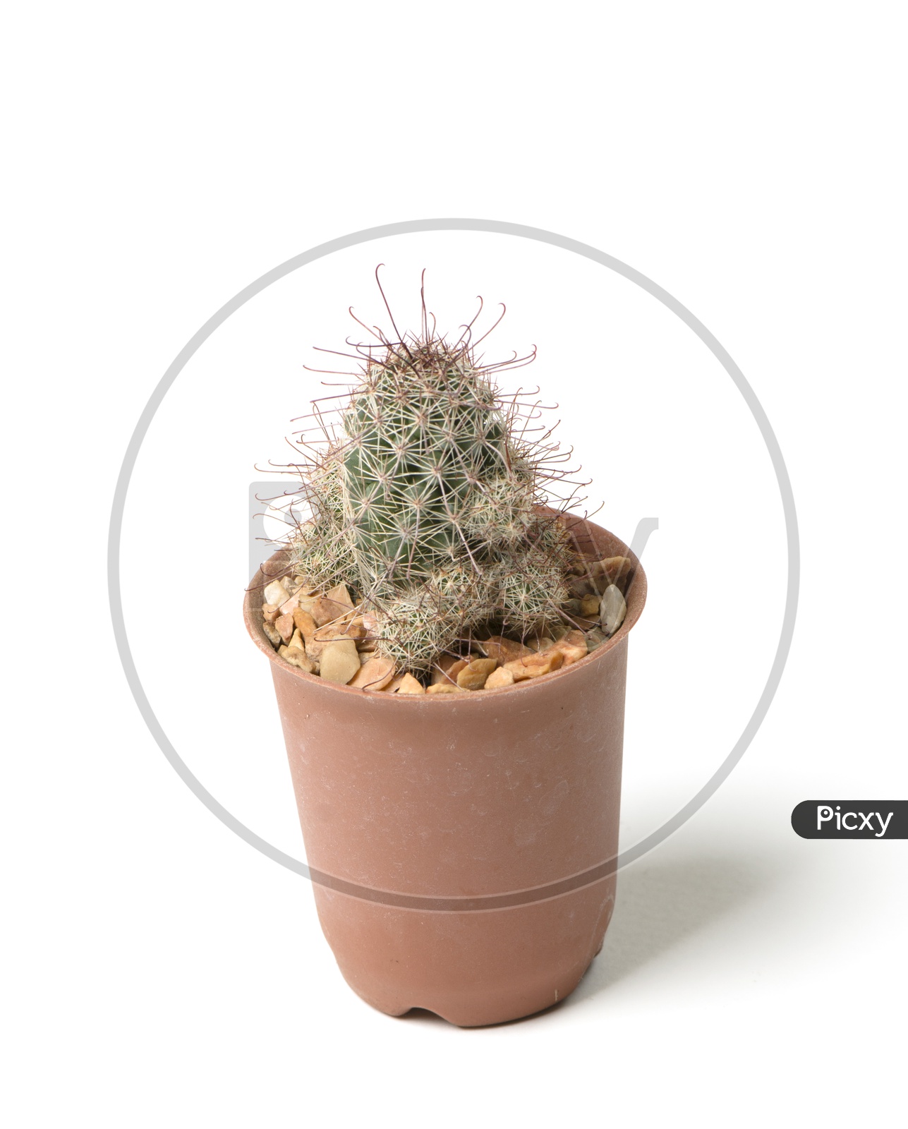 A decorative small cactus plant