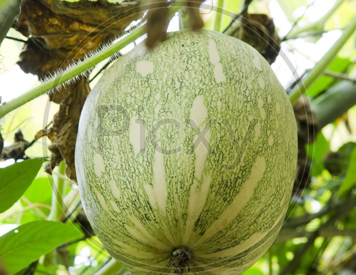 Organic watermelons growing in a Farm, Thailand