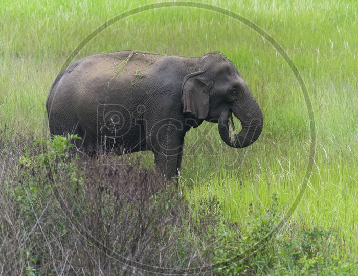 An Elephant in National Park, Thailand