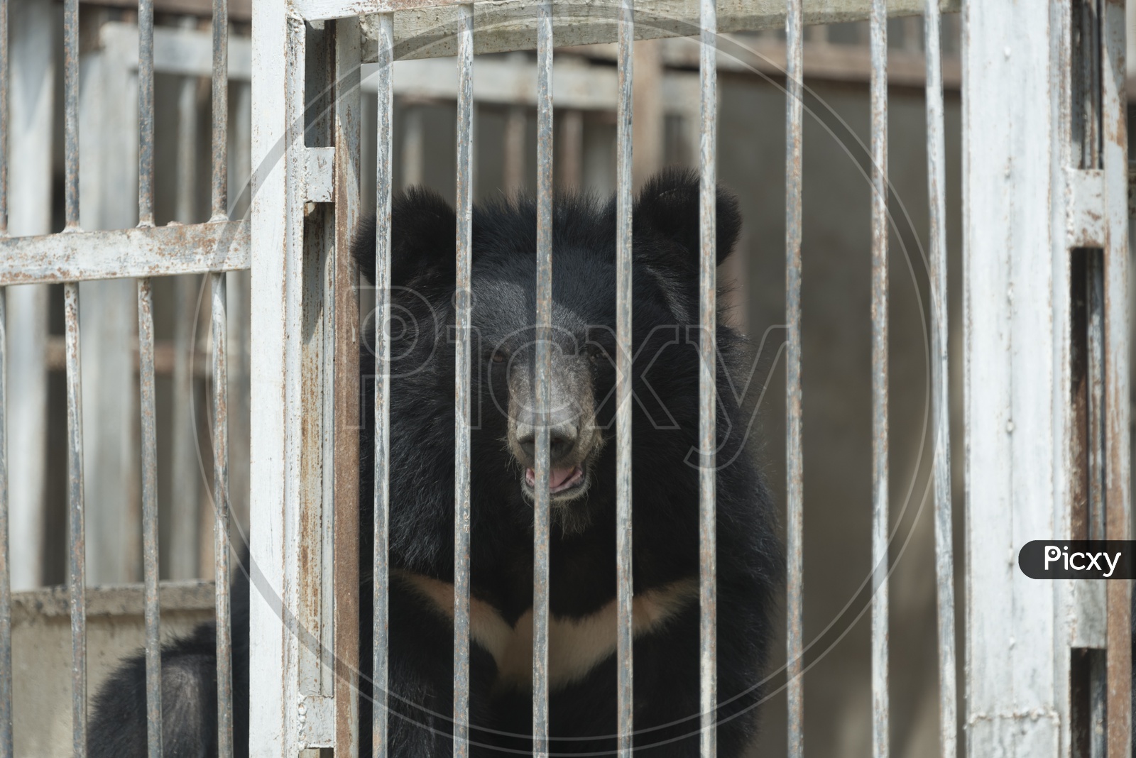 Asian Black Bear in Cage, Zoo in Thailand