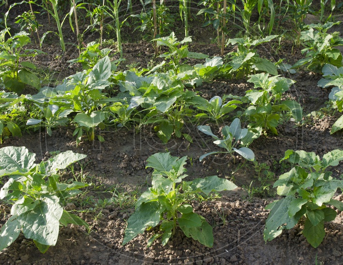 Organic Vegetable Plants growing in a Farm, Thailand