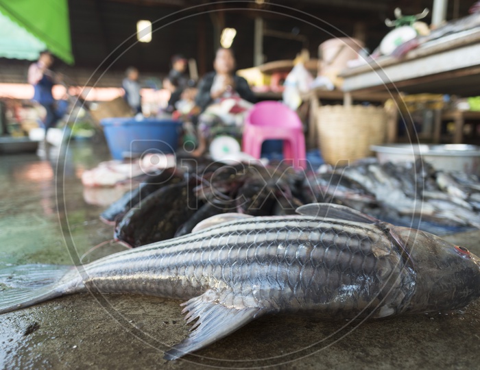 Fresh Fishes on the Floor in a Local Market, Luang Prabang, Laos