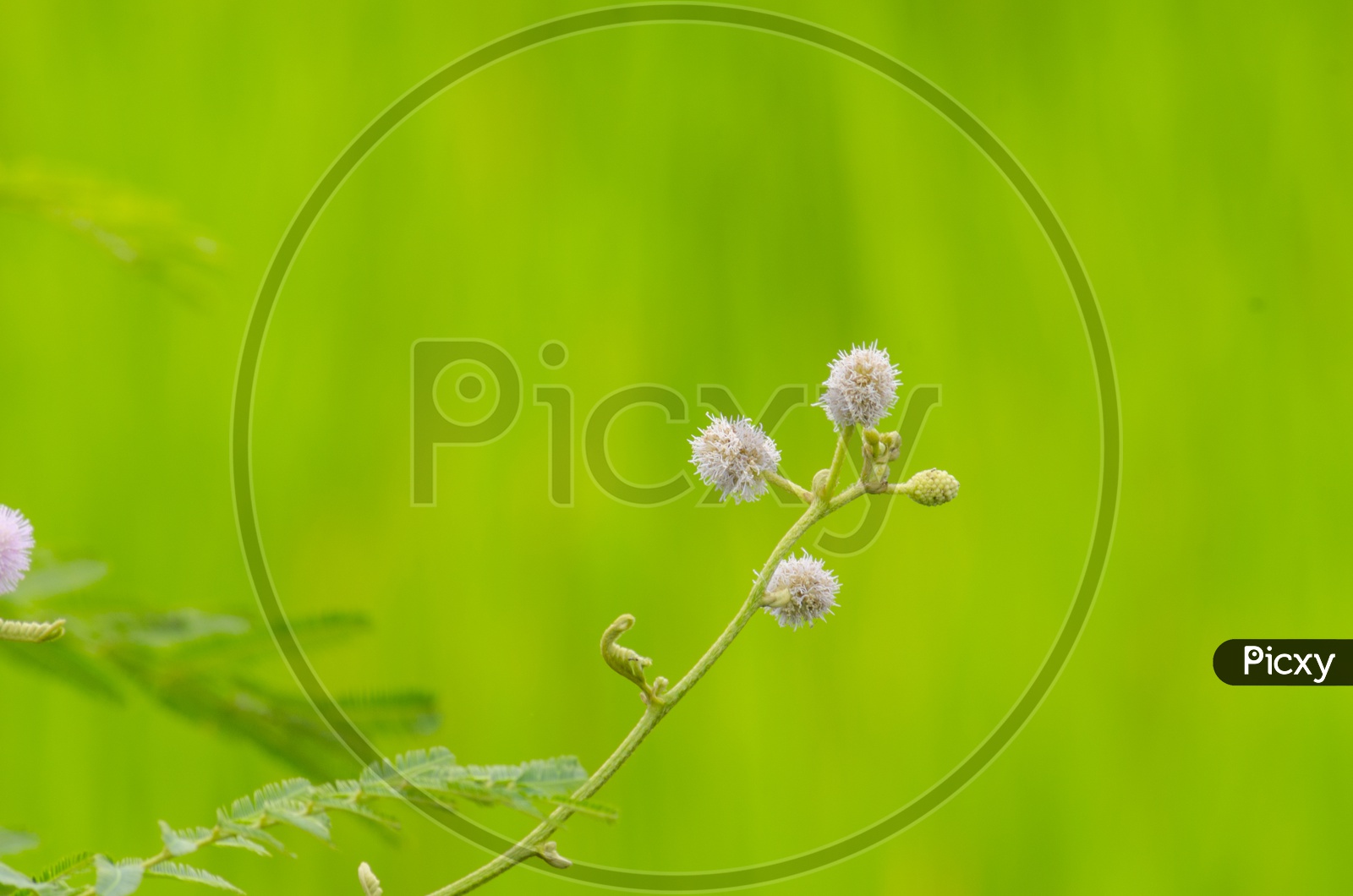 A flower in green rice field of Thailand