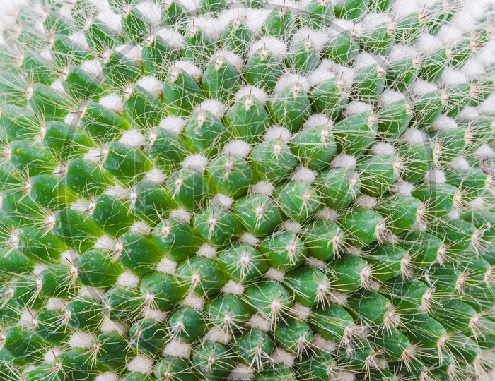 Patterns Of Cactus Plant Thorns  Closeup Forming  a Background