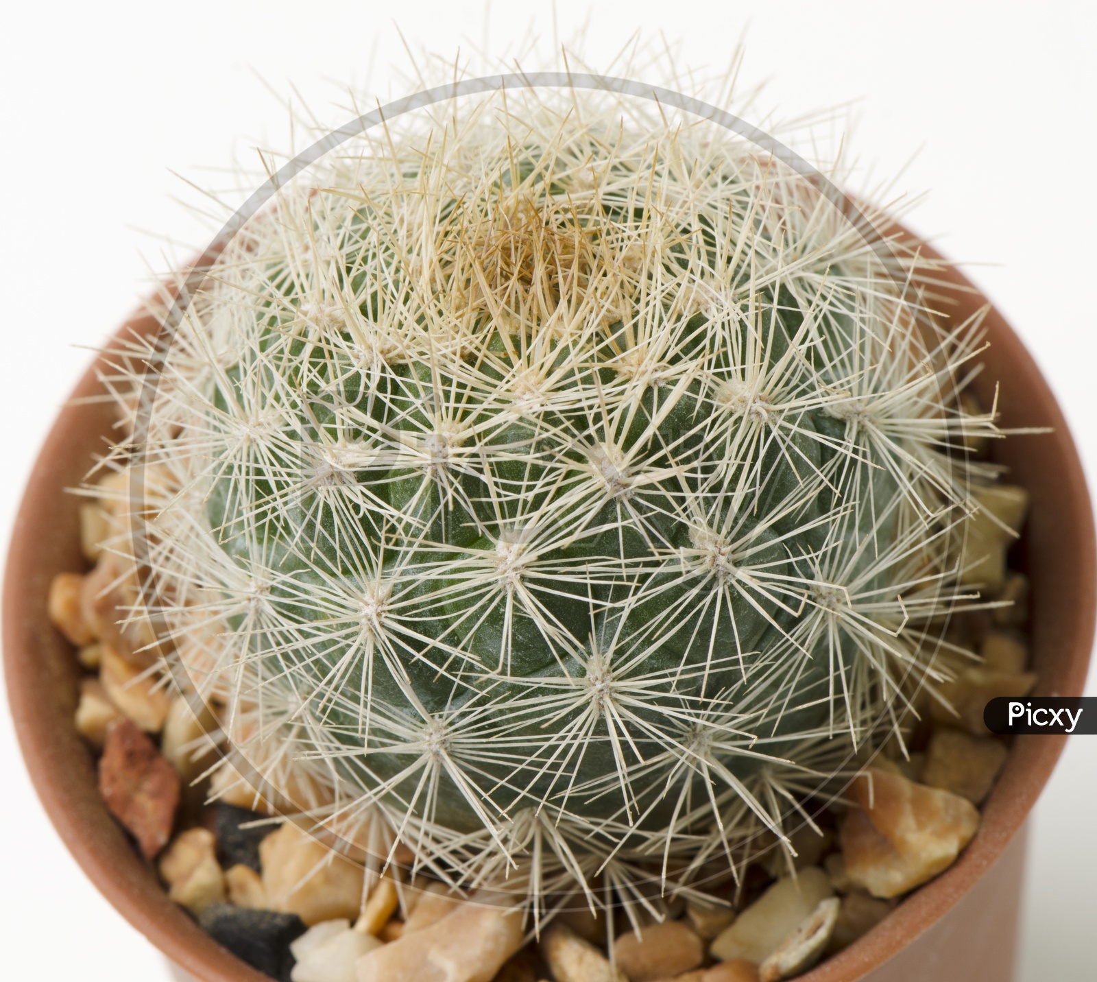 Close up of globe shaped cactus plant