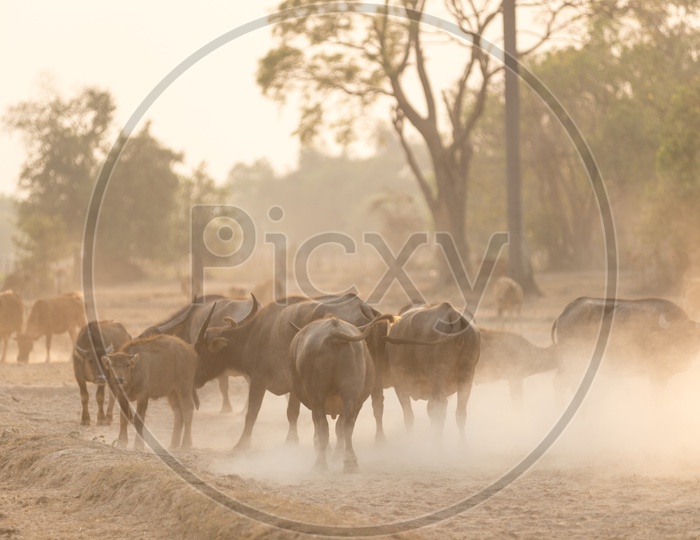 Water buffaloes in the Thailand local field during sunset