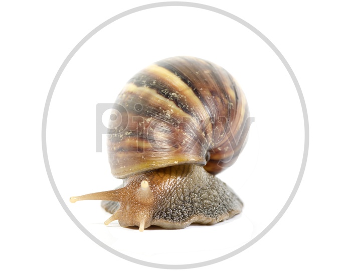 Garden snail or Giant African Snail On an isolated White Background