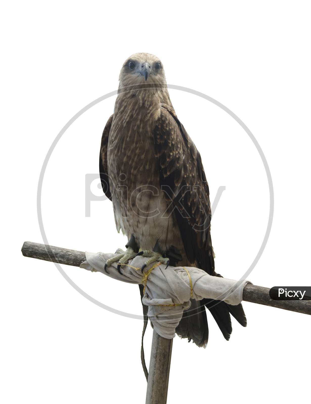 Falco Bird isolated on white background