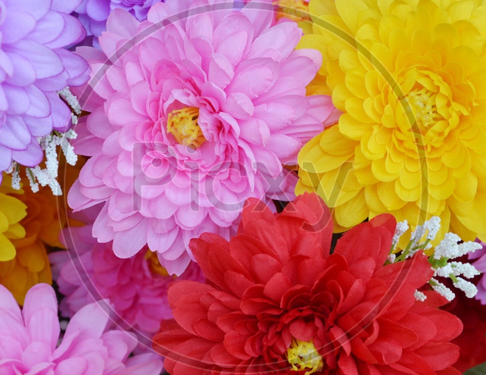 Closeup Shot of Colorful Dahlia Flowers