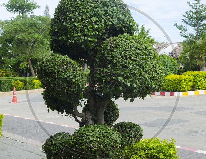 A bushy Tree in Thailand
