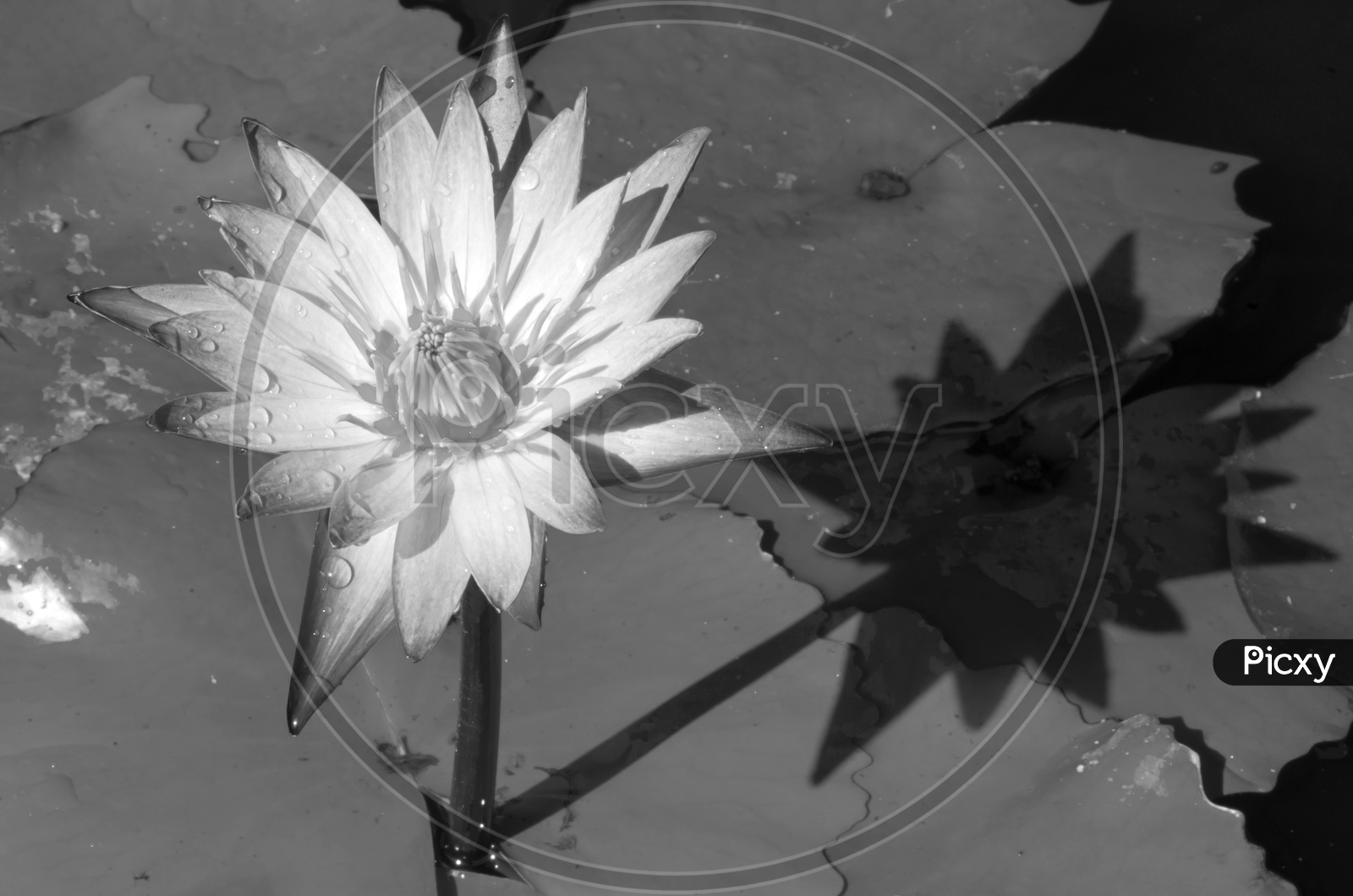 Black and white lotus