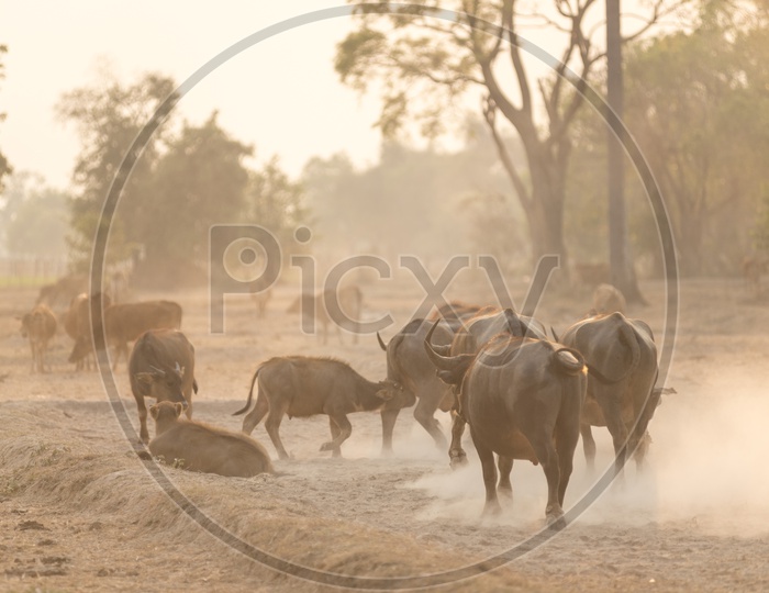 Buffaloes in a Thailand fied during golden hour