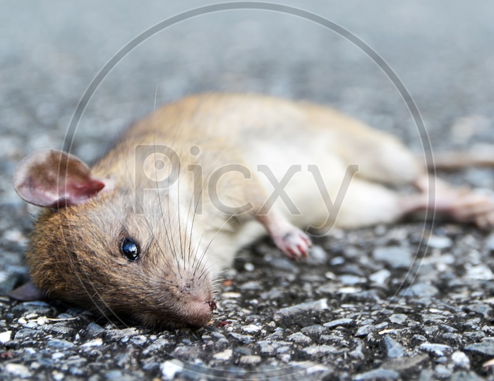 A Dead Mouse on the Thailand road