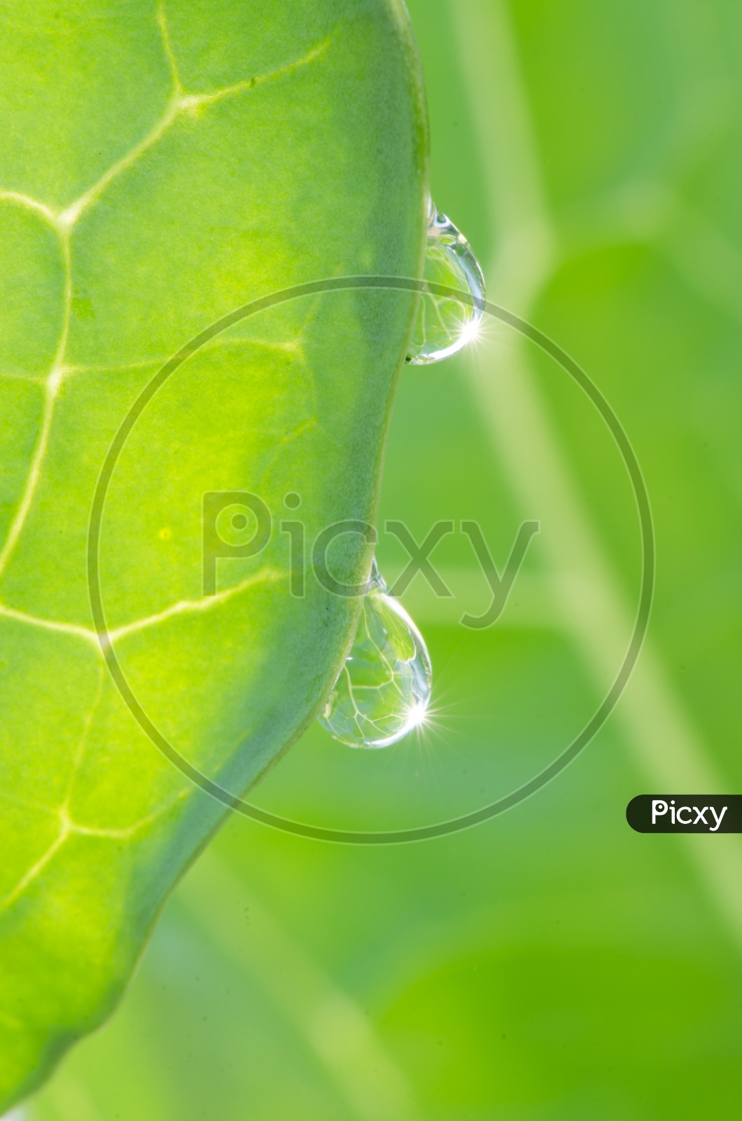 Close up of shining Water-drops on green leaf