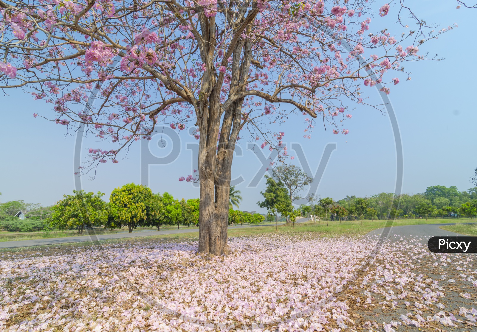 A cherry blossom tree in Thai Garden