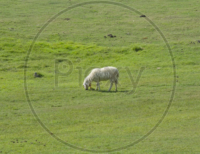 A furry sheep in green meadow grazing