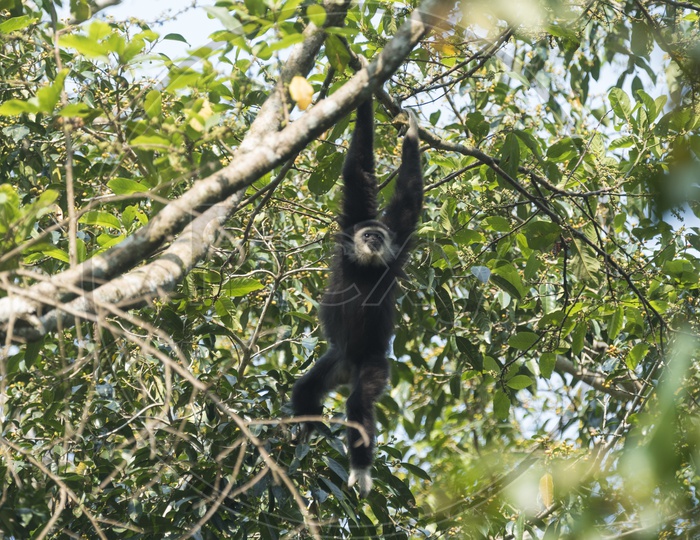White-handed Gibbon Monkey in Khao Yai National Park