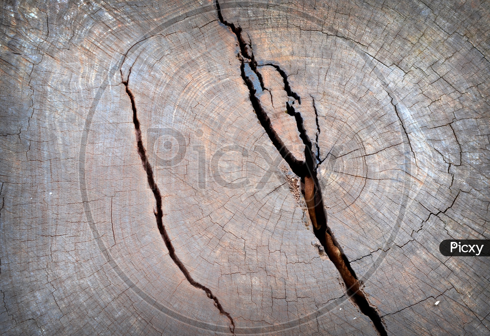 A Tree trunk crack