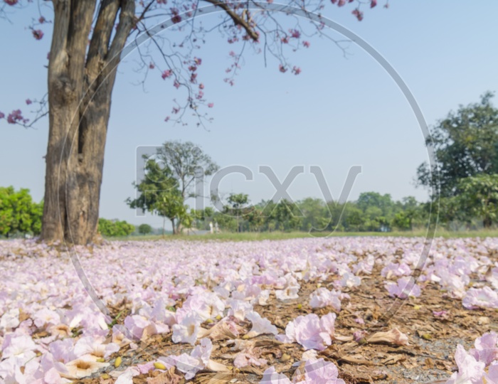 Cherry blossom flowers on the ground in Thailand