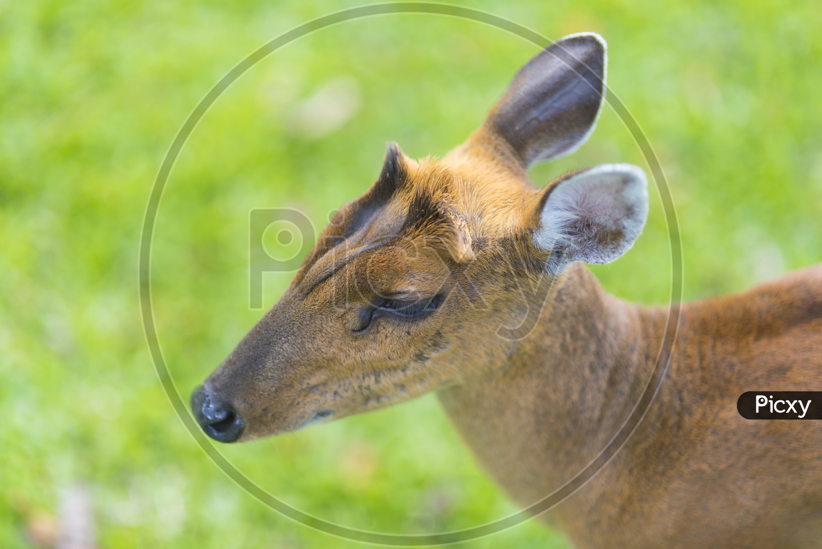 Head of fea's barking deer in Khao Yai National Park