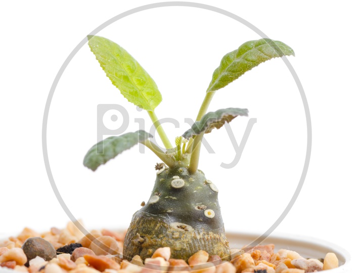 green cactus Plant Budding in a Pot  isolated on white Background