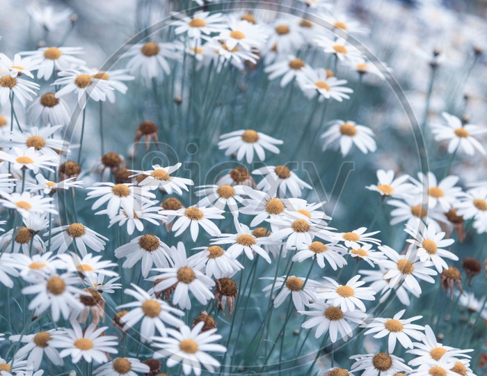 Chamomile or Daisy Flowers